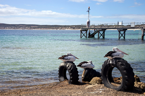 Australian Pelican on rubber tractor tires.