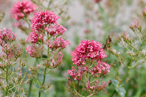 Red valerian (Centranthus ruber). This is one of those plants, like Buddleia, that grows and spreads itself abundantly from wall to wall and from stony grave to stony grave. Cemeteries can make a significant contribution to the preservation of wild flowers. Close up of the red / pink flower, selective focus favouring the lower plant.