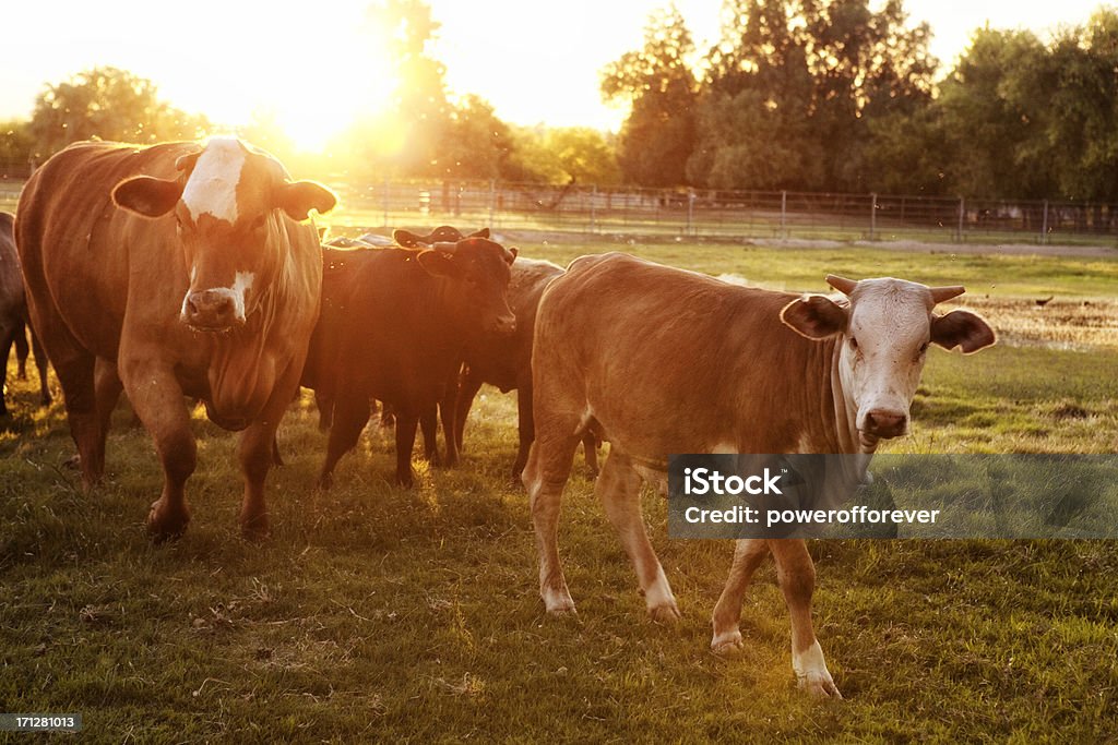 Hereford Kühe in der Pasture bei Sonnenuntergang - Lizenzfrei Herefordrind Stock-Foto