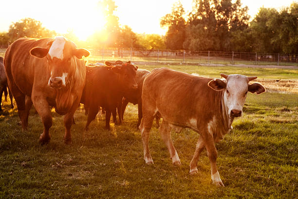 히어 포드 소 in 패스처 at 해질녘까지 - field hereford cattle domestic cattle usa 뉴스 사진 이미지