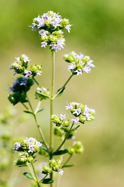 plantas aromáticas-orégão - antimicrobian imagens e fotografias de stock