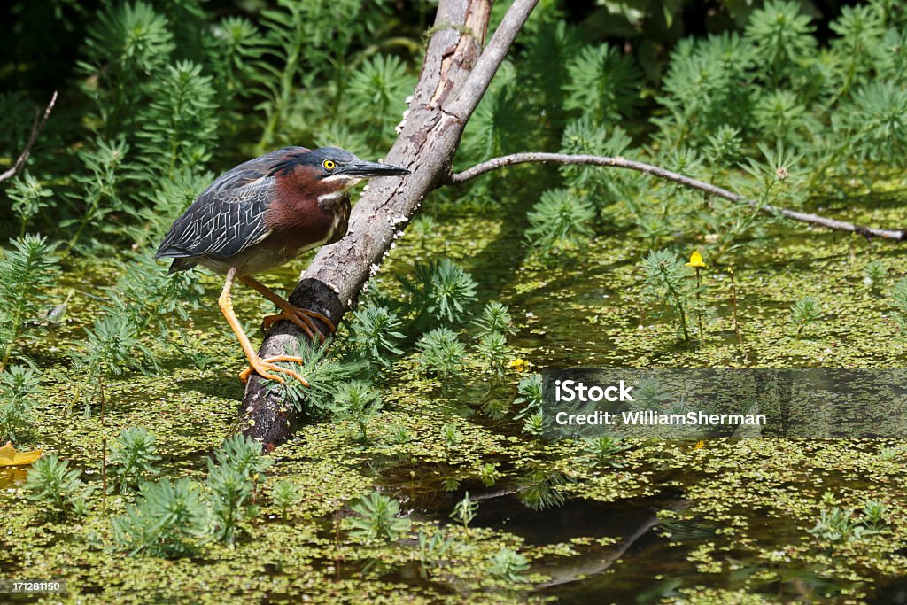 Green Heron (Butorides virescens) Sich anschleichen seine Beute - Lizenzfrei Grünreiher Stock-Foto