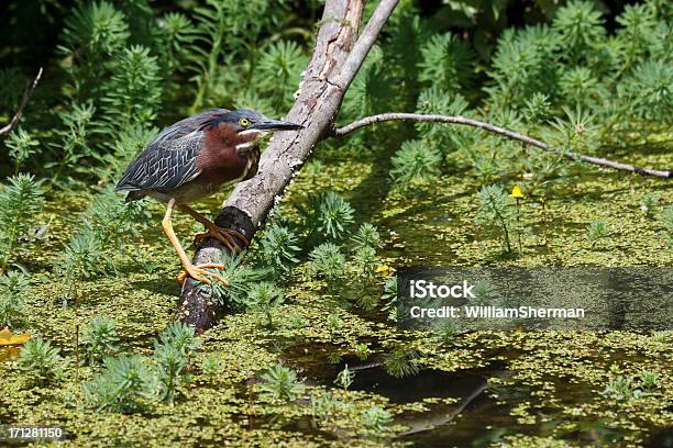 Green Heron Sich Anschleichen Seine Beute Stockfoto und mehr Bilder von Grünreiher