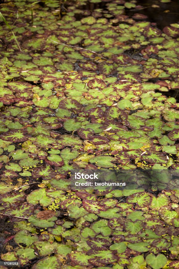 Propagazione nymphaea - Foto stock royalty-free di Acqua