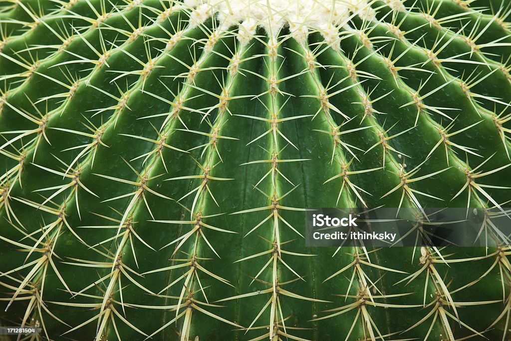 Cactus - Foto de stock de Cactus libre de derechos