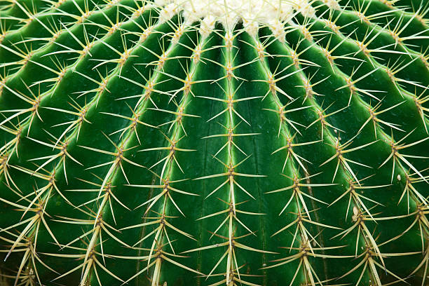 cactus - spiked photos et images de collection