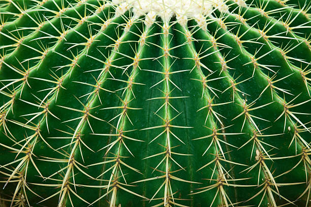 Cactus Close-up of cactus in nature thorn photos stock pictures, royalty-free photos & images