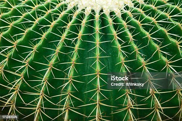 Foto de Cactus e mais fotos de stock de Cacto - Cacto, Texturizado - Descrição Geral, Texturizado - Efeito Fotográfico