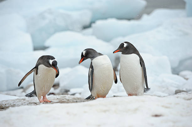 gentoo 펭귄즈 - bird black penguin gentoo penguin 뉴스 사진 이미지