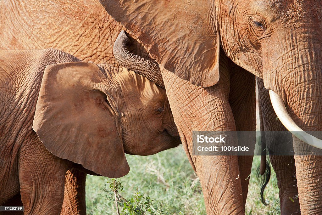 African Red Elephant and baby: Suckling [url=http://www.istockphoto.com/search/lightbox/11700863/#1c2c635a] "See more ELEPHANT images"

[url=file_closeup?id=36600984][img]/file_thumbview/36600984/1[/img][/url]
[url=file_closeup?id=44773224][img]/file_thumbview/44773224/1[/img][/url] 
[url=file_closeup?id=44772670][img]/file_thumbview/44772670/1[/img][/url] 
[url=file_closeup?id=23390535][img]/file_thumbview/23390535/1[/img][/url] [url=file_closeup?id=20654641][img]/file_thumbview/20654641/1[/img][/url] [url=file_closeup?id=23385793][img]/file_thumbview/23385793/1[/img][/url]
[url=file_closeup?id=20571283][img]/file_thumbview/20571283/1[/img][/url] [url=file_closeup?id=20654687][img]/file_thumbview/20654687/1[/img][/url] [url=file_closeup?id=20702677][img]/file_thumbview/20702677/1[/img][/url] [url=file_closeup?id=20451131][img]/file_thumbview/20451131/1[/img][/url] [url=file_closeup?id=20379608][img]/file_thumbview/20379608/1[/img][/url] [url=file_closeup?id=20305310][img]/file_thumbview/20305310/1[/img][/url] [url=file_closeup?id=20605469][img]/file_thumbview/20605469/1[/img][/url] [url=file_closeup?id=20458427][img]/file_thumbview/20458427/1[/img][/url] [url=file_closeup?id=20457980][img]/file_thumbview/20457980/1[/img][/url] [url=file_closeup?id=20377573][img]/file_thumbview/20377573/1[/img][/url] [url=file_closeup?id=35814010][img]/file_thumbview/35814010/1[/img][/url] [url=file_closeup?id=25489466][img]/file_thumbview/25489466/1[/img][/url] [url=file_closeup?id=37054032][img]/file_thumbview/37054032/1[/img][/url] [url=file_closeup?id=37169092][img]/file_thumbview/37169092/1[/img][/url] [url=file_closeup?id=20702784][img]/file_thumbview/20702784/1[/img][/url] [url=file_closeup?id=23385022][img]/file_thumbview/23385022/1[/img][/url] [url=file_closeup?id=20458462][img]/file_thumbview/20458462/1[/img][/url] [url=file_closeup?id=23385816][img]/file_thumbview/23385816/1[/img][/url]
[url=file_closeup?id=37608952][img]/file_thumbview/37608952/1[/img][/url] Africa Stock Photo