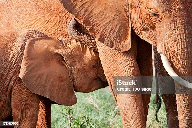 African Red Elephant And Baby Suckling Stock Photo - Download Image Now - Africa, African Elephant, Animal