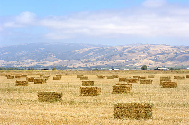 istock Bales of Hay on Field 171282320