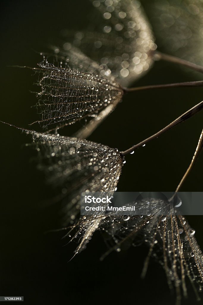 Dandelion Seeds Macro photo of salsify seeds (dandelion family). Selective focus. Noise added. Abstract Stock Photo