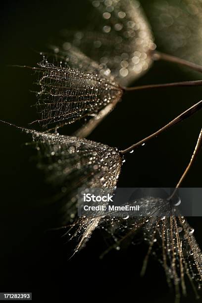 Dandelion Seeds Stock Photo - Download Image Now - Abstract, Back Lit, Beauty In Nature