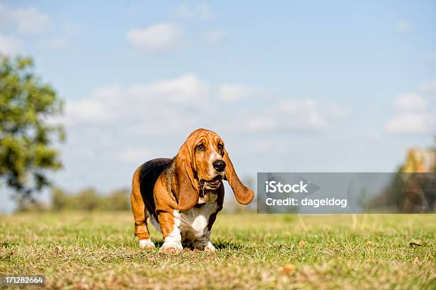 Vertikal Herausgefordert Stockfoto und mehr Bilder von Basset - Basset, Gras, Baum