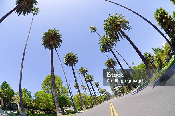 Road 야자수 로스앤젤레스 카운티 로스앤젤레스 시에 대한 스톡 사진 및 기타 이미지 - 로스앤젤레스 시, 로스앤젤레스 카운티, 야외