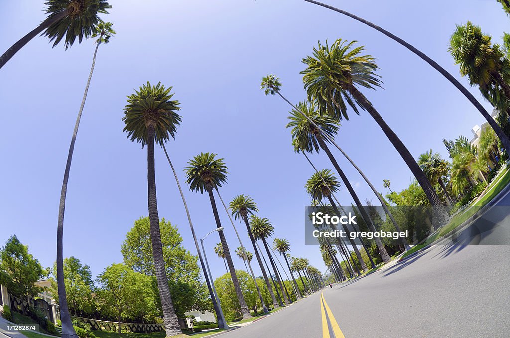 Droga z palmami w Los Angeles County - Zbiór zdjęć royalty-free (Los Angeles)