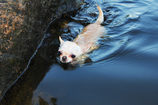 Cookie the chihuahua swimming in a lake