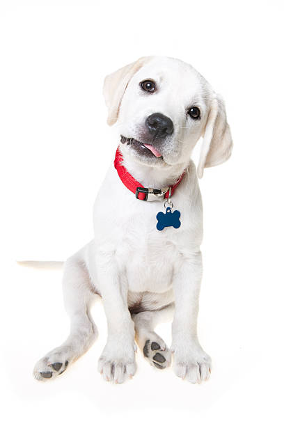 istock Puppy sticking out his tongue 171283110