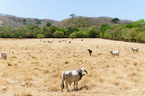 Herd of young brahman cattle in a field during the dry season in Guancaste, Costa Rica.  These cattle are very typical for this region.