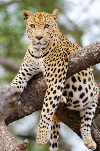 A close up image of a leopard in the bushes of the Kruger National Park