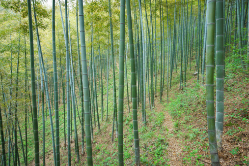 footpath in bamboo forest