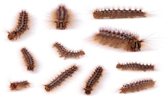 Caterpillars collection isolated on a white background
