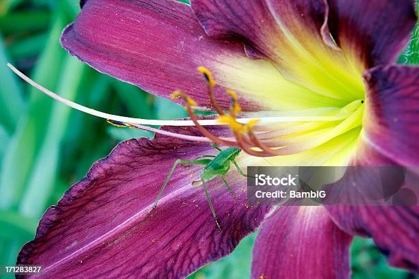Azucena Foto de stock y más banco de imágenes de Aire libre - Aire libre, Amarillo - Color, Belleza de la naturaleza