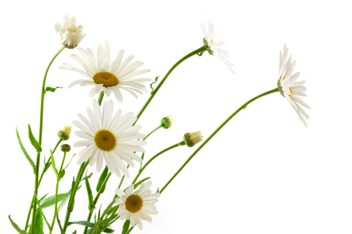 Daisy Flowers on White Background.