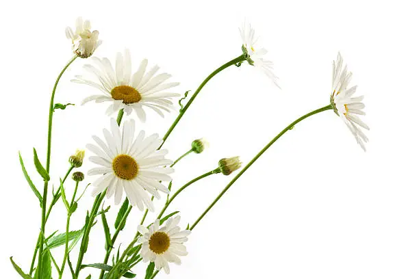 Daisy Flowers on White Background.