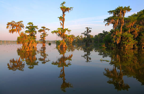Louisiana Bayou