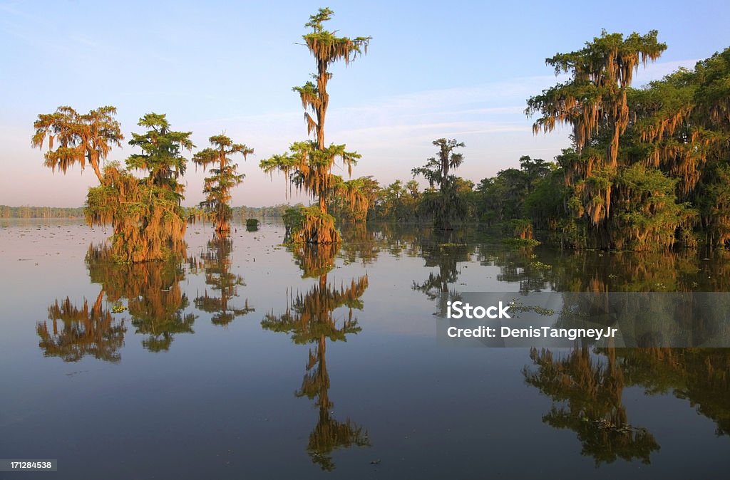 Louisiana Bayou "Bald cypress trees on Lake Martin, Louisiana" Louisiana Stock Photo