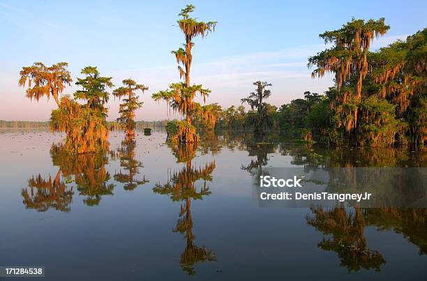 Louisiana Bayou Stock Photo - Download Image Now - Louisiana, Lafayette - Louisiana, Swamp