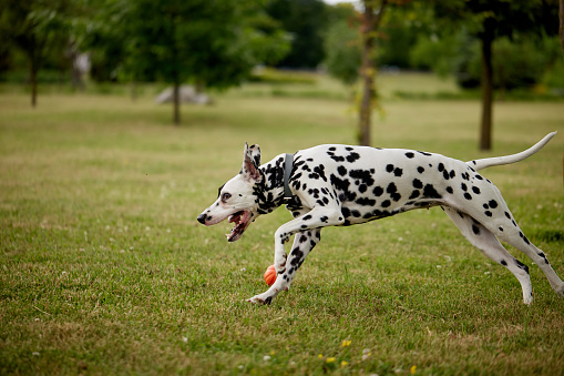 portrait of a Dalmatian dog runs through the green grass in the park, running dog