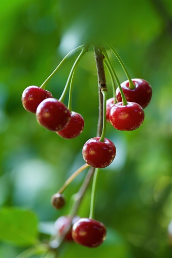The fruit of the cherry fruit tree. Edible fruits of trees. Gardening and agronomic production.