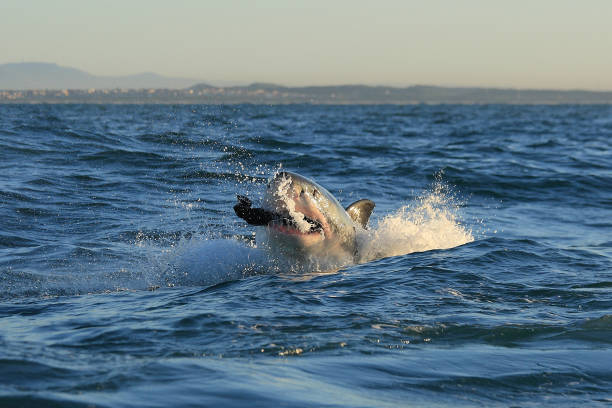 istock great white shark, Carcharodon carcharias, biting seal shaped decoy, False Bay, South Africa 1712849805