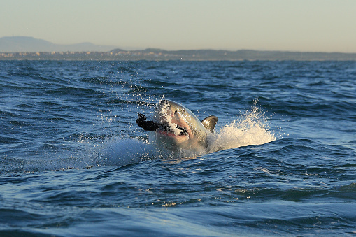 great white shark, Carcharodon carcharias, biting seal shaped decoy, False Bay, South Africa
