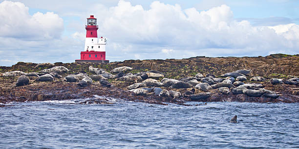 Longstone Lighthouse and Atlantic/Grey Seals "Longstone Island, one of the Farne Islands off the coast of Northumbria, north-east England, showing many Atlantic or Grey Seals" farne islands stock pictures, royalty-free photos & images