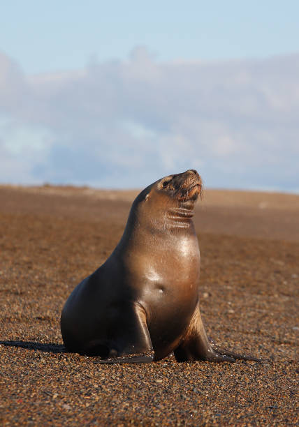 South American sea lion or southern sea lion or patagonian sea lion, Otaria flavescens, resting on the beach of Punta Norte in the Valdes Peninsula, Patagonia, Argentina stock photo