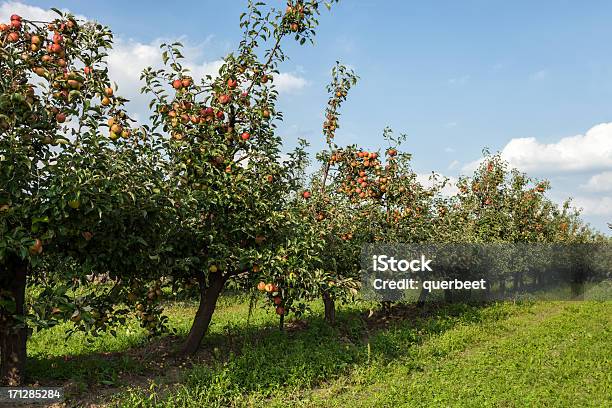 Rote Äpfel In Einer Reihe Stockfoto und mehr Bilder von Agrarbetrieb - Agrarbetrieb, Apfel, Apfelbaum