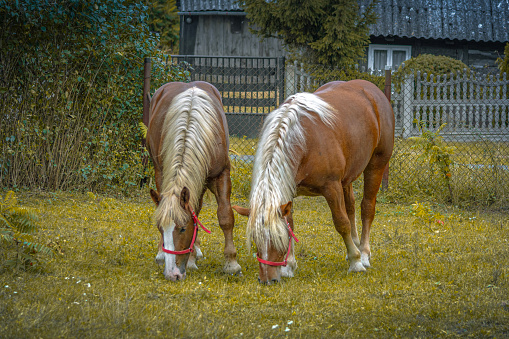 Free-range horses, end of summer.