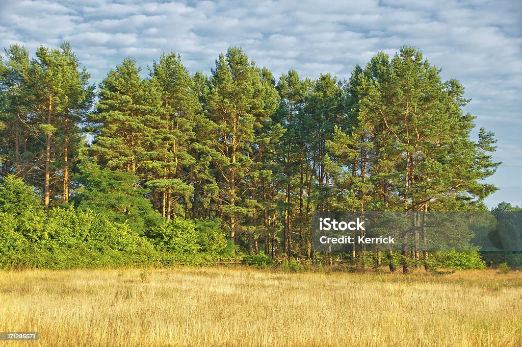 dry meadow und Pine forest - Lizenzfrei Ast - Pflanzenbestandteil Stock-Foto