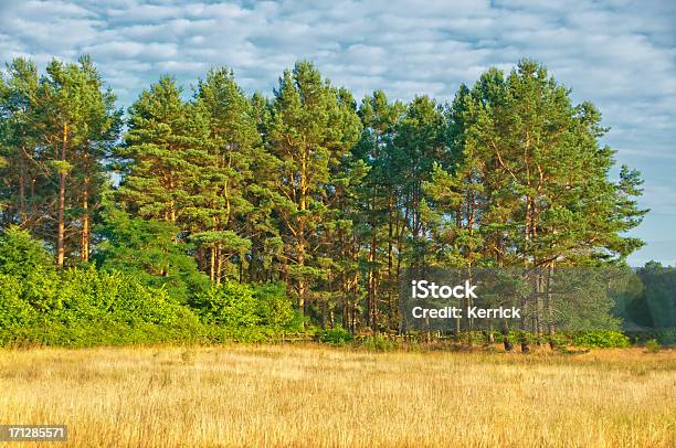 Dry Meadow Und Pine Forest Stockfoto und mehr Bilder von Ast - Pflanzenbestandteil - Ast - Pflanzenbestandteil, Ausgedörrt, Baum