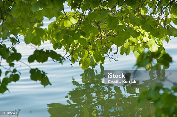 Den Basswood Leafs Über Wasser Oberfläche Stockfoto und mehr Bilder von Amerikanische Linde - Amerikanische Linde, Ast - Pflanzenbestandteil, Baum