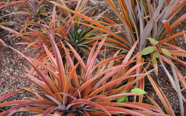 istock this plant is a native plant that grows in the desert.. 1712855853