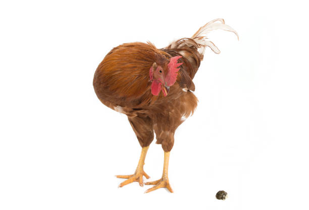 istock Rooster Looking at his Poo - Cockerel 171285603