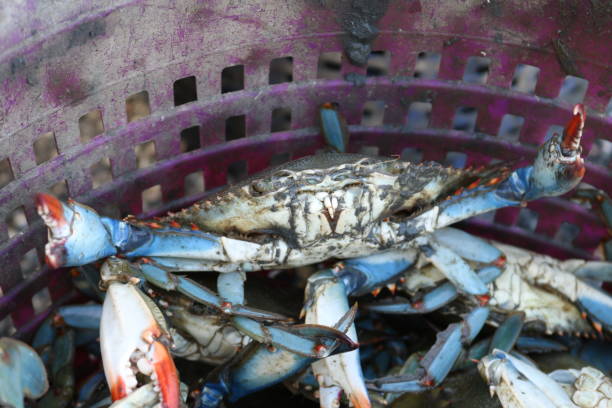 istock Female blue crab with claws outstretched 1712857405