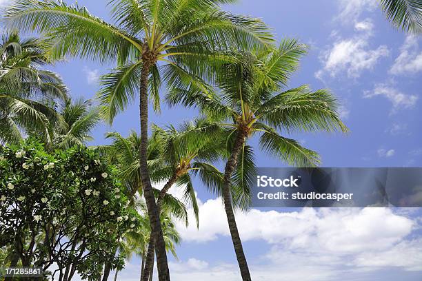 ヤシの木プルメリア - まぶしいのストックフォトや画像を多数ご用意 - まぶしい, オアフ島, ココヤシの木