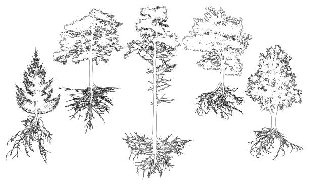 illustrazioni stock, clip art, cartoni animati e icone di tendenza di insieme di alberi di contorno con radici. bellissimi abeti, pini, latifoglie. illustrazione vettoriale - origins oak tree growth plant