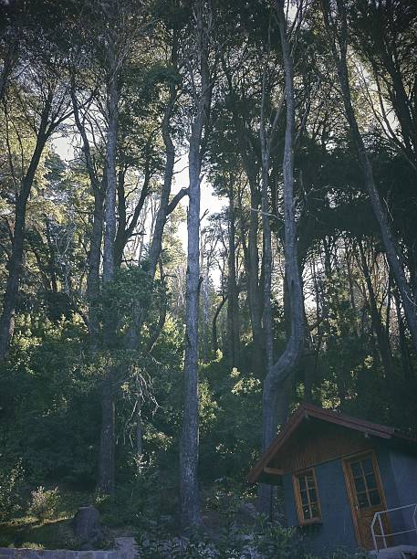 san carlos de bariloche - mobilestock argentina bariloche nature zdjęcia i obrazy z banku zdjęć